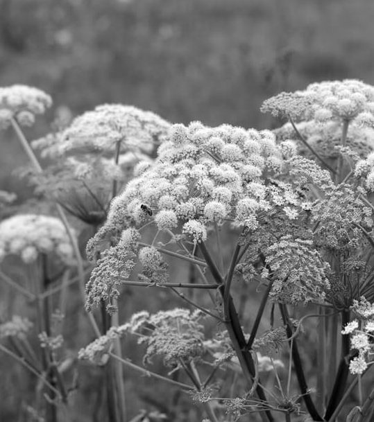極限の地から生まれたアンジェリカハーブ